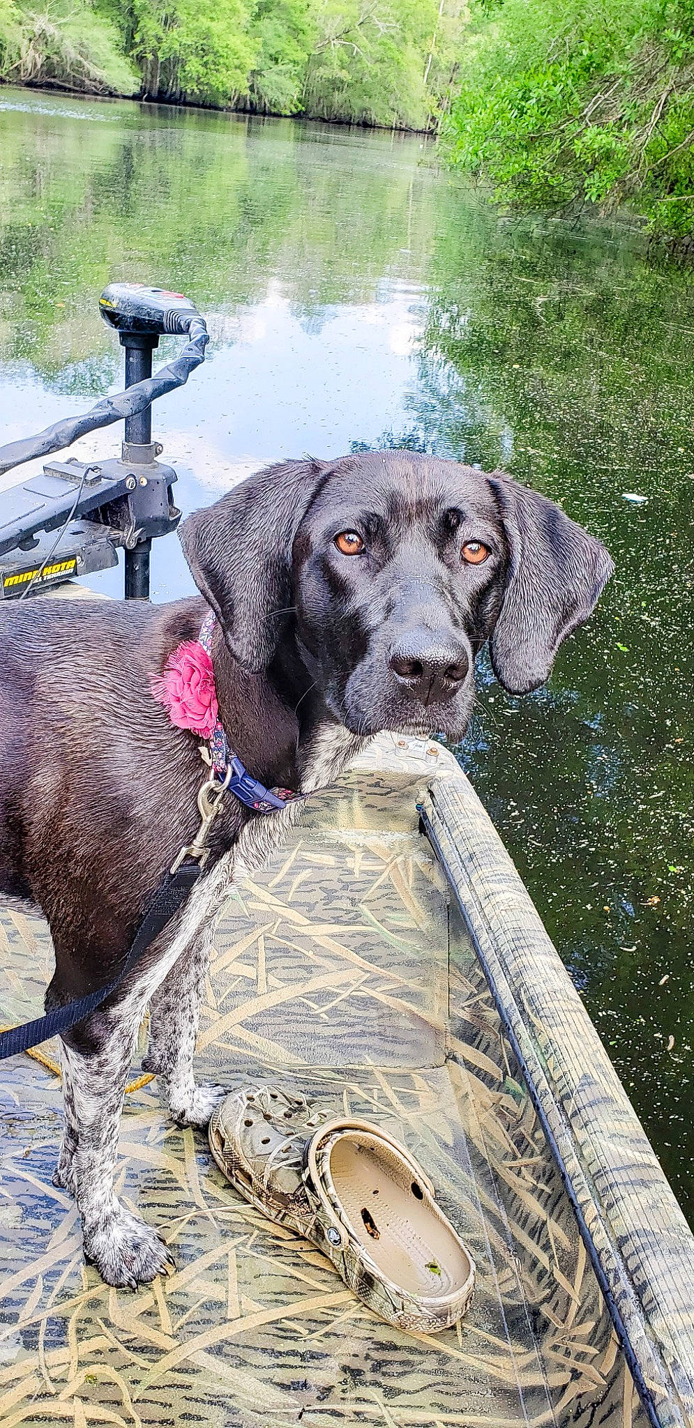 Sadie Mae joined the competition — help win amazing prizes! canidae, carnivore, collar, companion_dog, dog, dog_breed, dog_collar, dog_supply, grass, gun_dog, hunting_dog, leash, leisure, liver, plant, snout, sporting_group, water, working_animal, working_dog