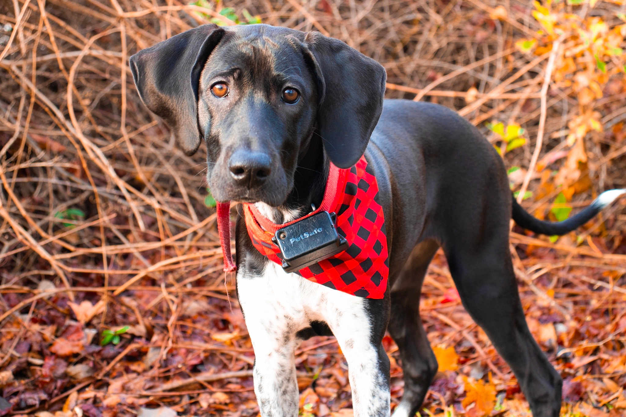 Sadie Mae