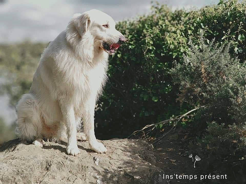 Boyka a rejoint le concours — aidez-le/la à gagner de superbes lots ! canidae, carnivore, companion_dog, dog, dog_breed, fang, great_pyrenees, gun_dog, livestock_guardian_dog, maremma_sheepdog, plant, polish_tatra_sheepdog, retriever, slovak_cuvac, snout, sporting_group, terrestrial_animal, water, working_animal, working_dog
