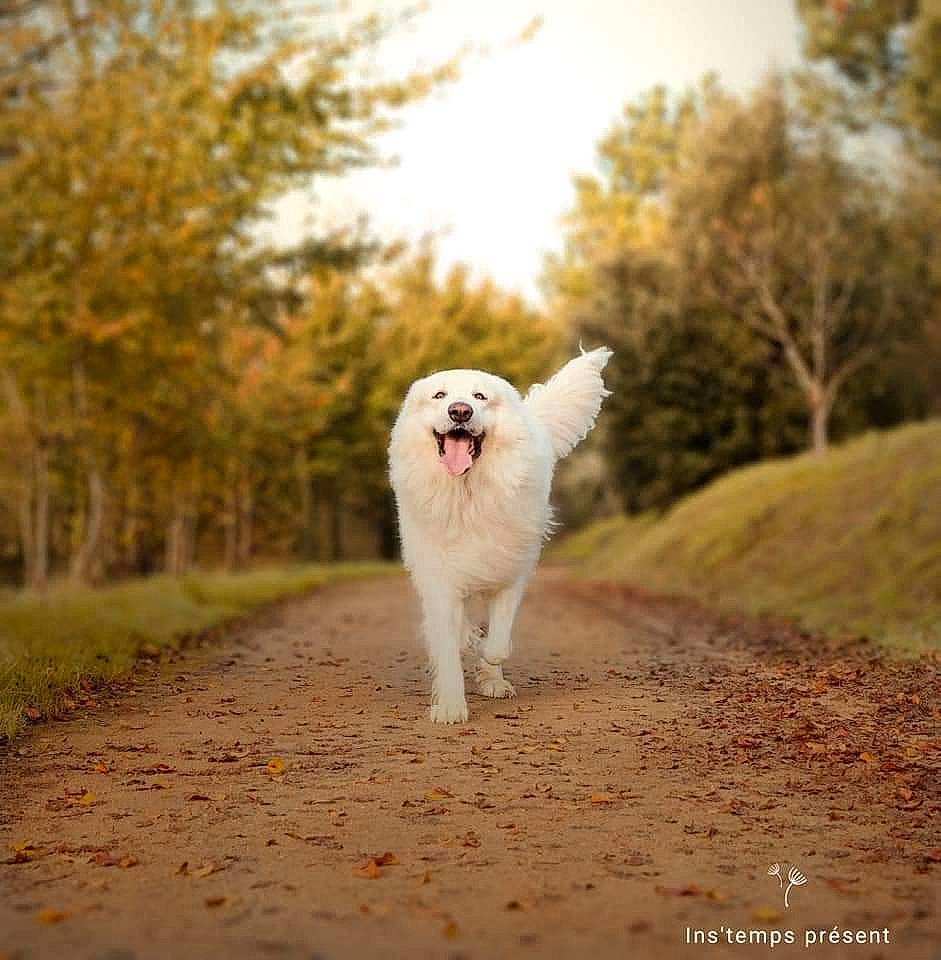 Boyka participe au concours pour gagner de l'argent avec cette photo : carnivore, companion_dog, dog, dog_breed, fawn, fur, grass, gun_dog, happy, landscape, natural_landscape, people_in_nature, plant, retriever, sky, sporting_group, sunlight, tail, tree, working_animal
