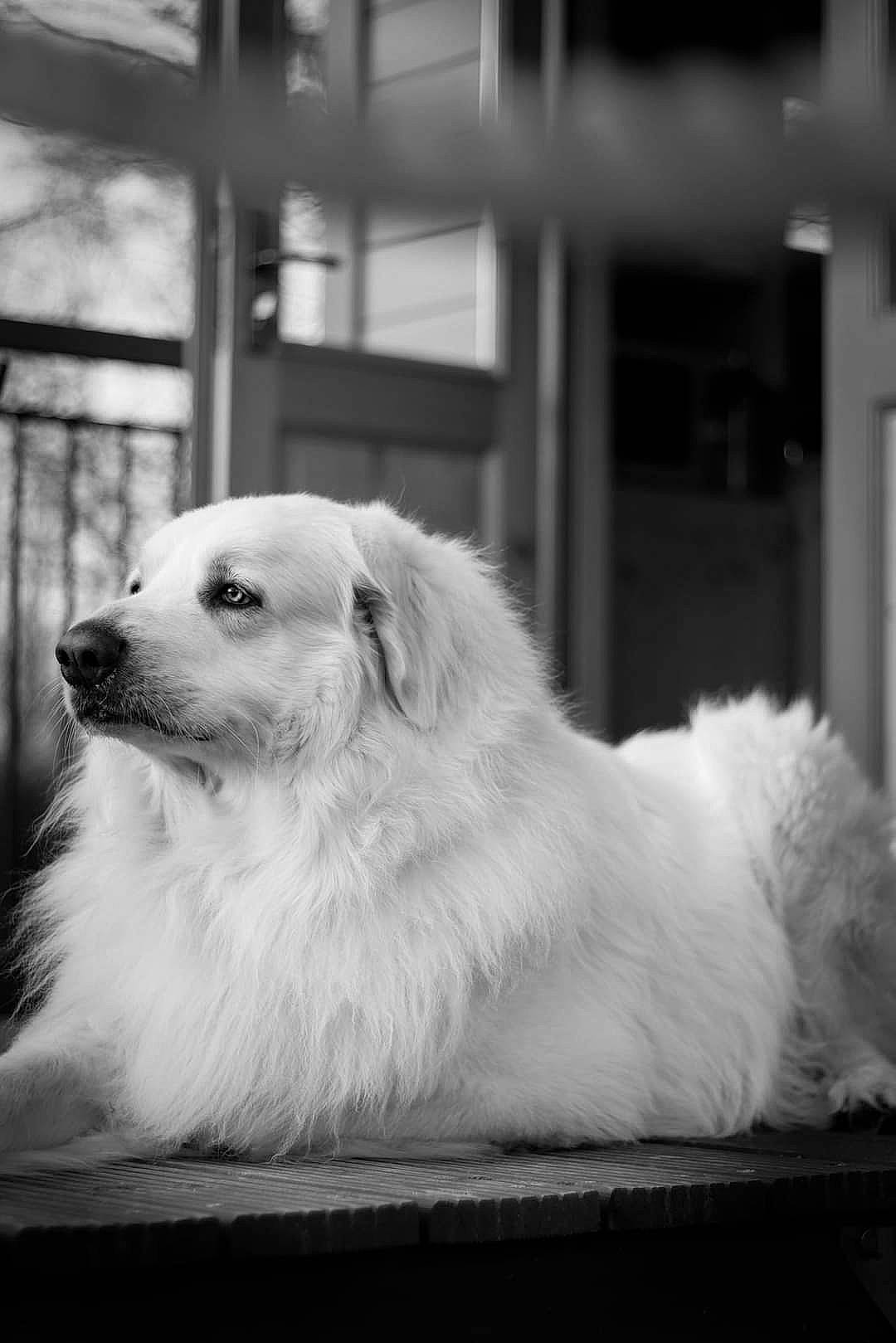 Boyka a rejoint le concours — aidez-le/la à gagner de superbes lots ! canidae, carnivore, companion_dog, dog, dog_breed, fur, monochrome, monochrome_photography, snout, sporting_group, style, terrestrial_animal, vertebrate, whiskers, white