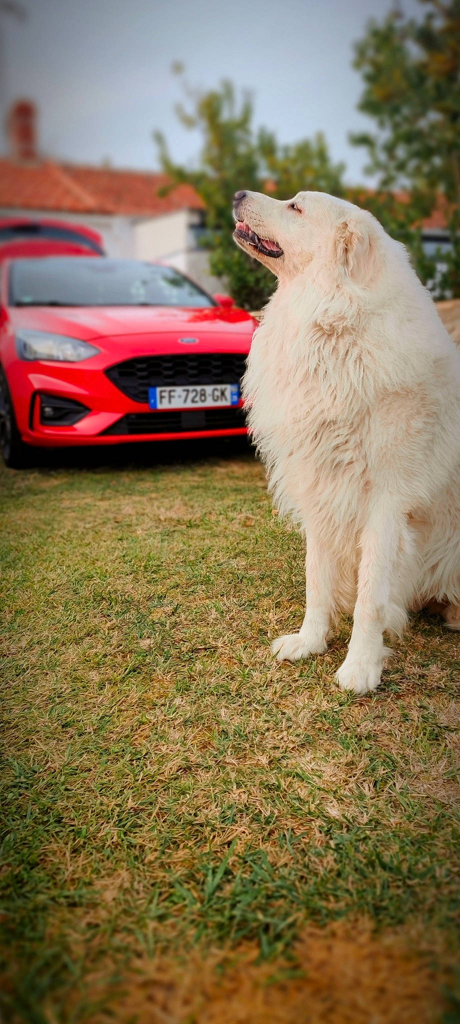 Boyka participe au concours pour gagner de l'argent avec cette photo : alloy_wheel, automotive_design, automotive_exterior, automotive_fog_light, automotive_lighting, automotive_tire, bumper, car, carnivore, dog, grass, grille, headlamp, hood, motor_vehicle, personal_luxury_car, tire, vehicle, vehicle_registration_plate, wheel