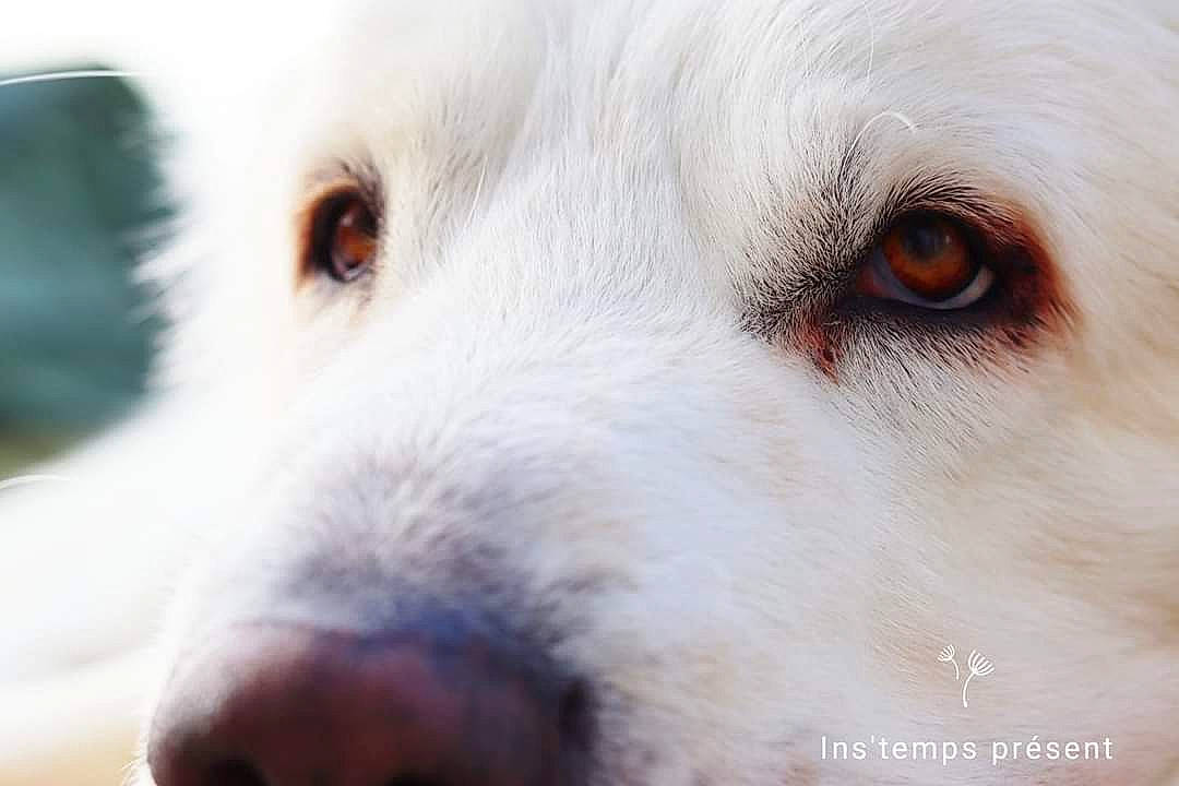 Boyka a rejoint le concours — aidez-le/la à gagner de superbes lots ! ball, canidae, carnivore, close_up, companion_dog, dog, dog_breed, fur, kuvasz, snout, sporting_group, terrestrial_animal, whiskers, wildlife, working_dog