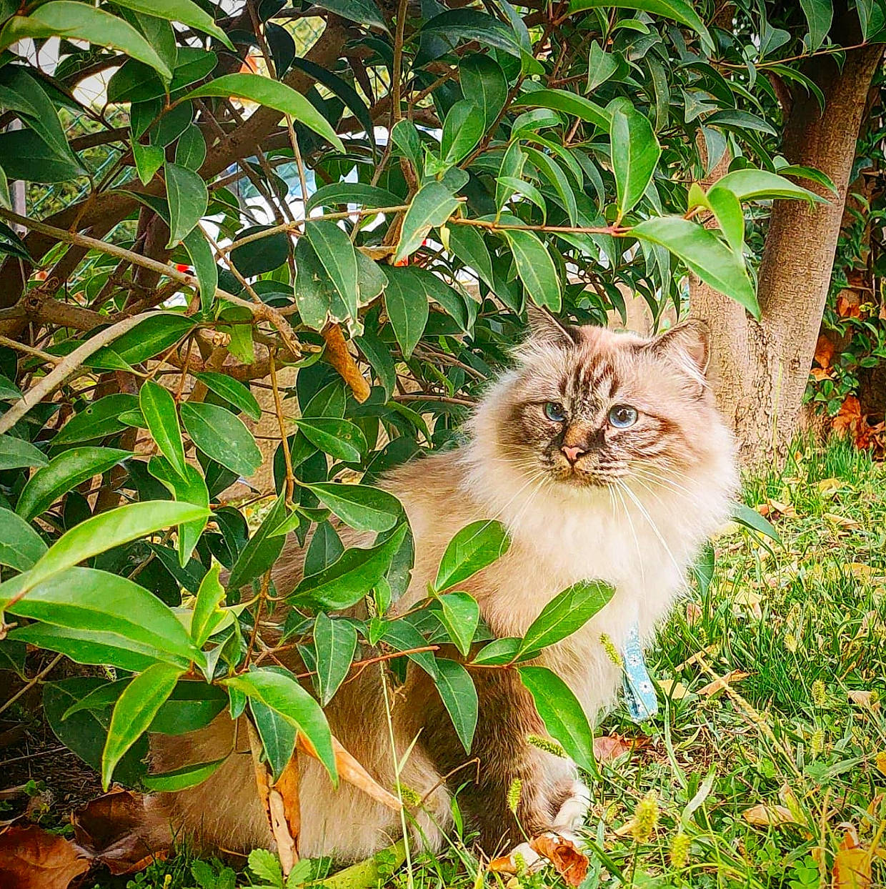 Oreo participe au concours pour gagner de l'argent avec cette photo : carnivore, cat, fawn, felidae, flowering_plant, fur, grass, groundcover, leaf, plant, plant_stem, small_to_medium_sized_cats, tail, terrestrial_animal, terrestrial_plant, tree, whiskers, wildlife, wood