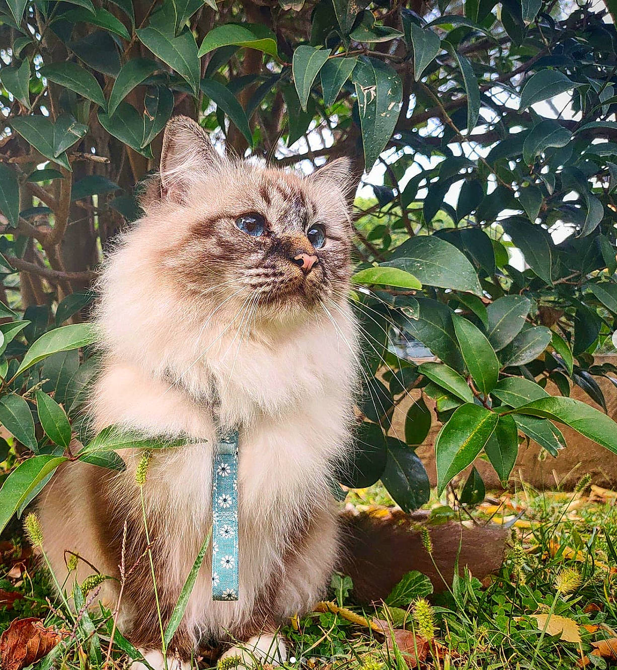 Oreo participe au concours pour gagner de l'argent avec cette photo : british_longhair, carnivore, cat, domestic_short_haired_cat, eye, fawn, felidae, fur, grass, groundcover, persian, plant, small_to_medium_sized_cats, snout, tail, terrestrial_animal, tree, whiskers, wildlife, wood