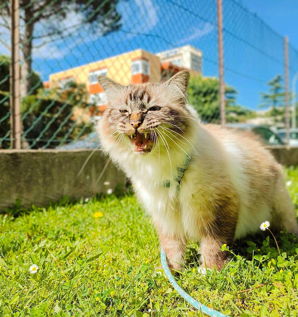 Oreo a rejoint le concours — aidez-le/la à gagner de superbes lots ! carnivore, cat, domestic_short_haired_cat, eye, fawn, felidae, fence, fur, grass, grassland, plant, sky, small_to_medium_sized_cats, snout, tail, terrestrial_animal, tree, whiskers, wildlife, yawn