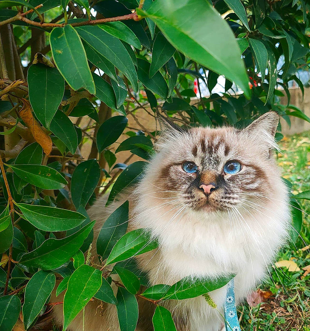 Oreo a rejoint le concours — aidez-le/la à gagner de superbes lots ! carnivore, cat, domestic_short_haired_cat, fawn, felidae, fur, grass, illustration, leaf, painting, plant, small_to_medium_sized_cats, snout, tail, terrestrial_animal, tree, twig, whiskers, wildlife, wood