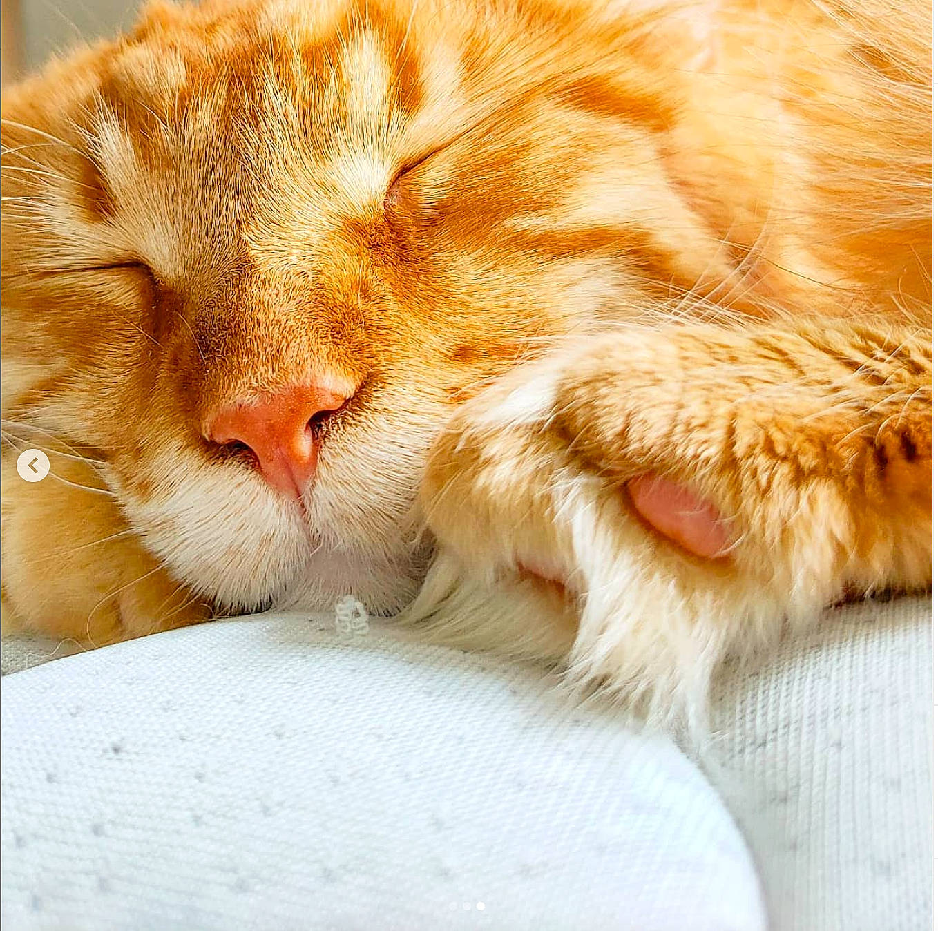 Omega a rejoint le concours — aidez-le/la à gagner de superbes lots ! carnivore, cat, claw, close_up, comfort, domestic_short_haired_cat, fawn, felidae, foot, fur, nap, paw, photo_caption, sleep, small_to_medium_sized_cats, snout, tail, whiskers