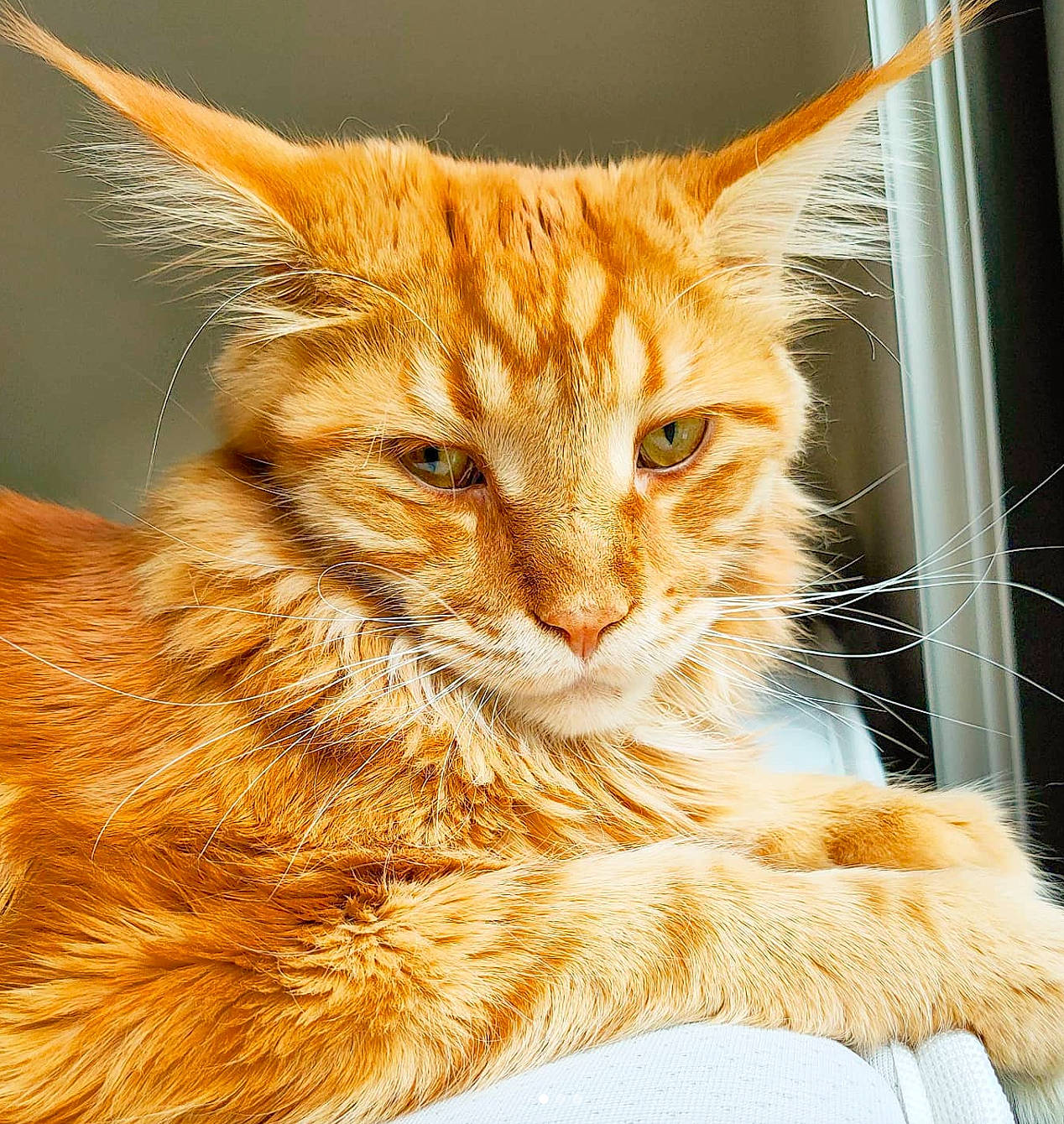 Omega participe au concours pour gagner de l'argent avec cette photo : carnivore, cat, claw, close_up, domestic_short_haired_cat, eye, fawn, felidae, fur, iris, paw, small_to_medium_sized_cats, snout, tail, terrestrial_animal, whiskers, wildlife