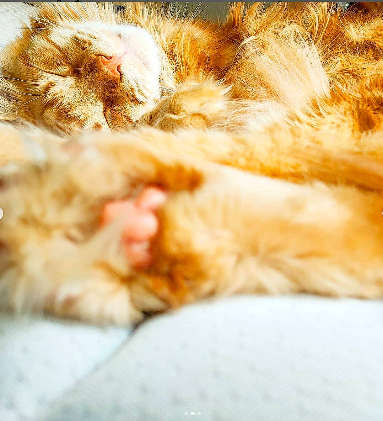 Omega a rejoint le concours — aidez-le/la à gagner de superbes lots ! carnivore, cat, claw, comfort, domestic_short_haired_cat, fawn, felidae, fur, nap, paw, sleep, small_to_medium_sized_cats, snout, tail, terrestrial_animal, vertebrate, whiskers, wildlife