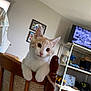 kitten, cat, wooden_chair, indoor, shelf, boots, tv, black_and_white, curious, pet, furniture, home, room, decor, whiskers, ears, paws, young_cat, domestic_cat, looking