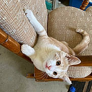 Buddy joined the competition — help win amazing prizes! kitten, cat, chair, furniture, indoor, playful, pet, cute, animal, curious, beige, white, texture, wood, toy, floor, closeup, whiskers, paws, tail