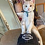 kitten, cat, indoor, hat, person, cap, furniture, mirror, fan, collar, bell, white, cream, pet, cute, animal, sitting, curious, closeup, home