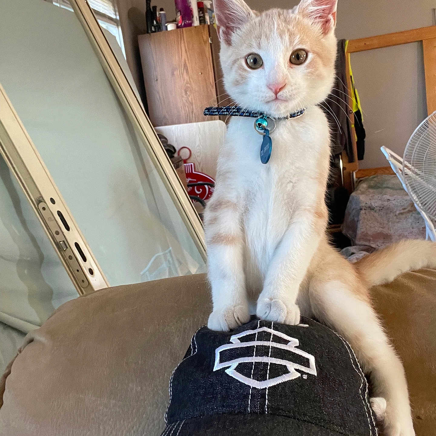 Buddy is registered to the contest to win money with this photo: animal, bell, cap, cat, closeup, collar, cream, curious, cute, fan, furniture, hat, home, indoor, kitten, mirror, person, pet, sitting, white