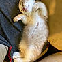 kitten, cat, sleeping, white_fur, pet, animal, cozy, blanket, indoor, resting, cute, fur, paw, relaxation, cute_pet, small_animal, domestic_cat, feline, nap, adorable