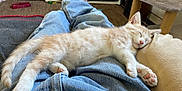 Buddy is registered to the contest to win money with this photo: kitten, sleeping, jeans, person, bare_feet, indoor, cat_tree, boots, floor, carpet, cozy, resting, furniture, casual, pet, cute, relaxation, home, animal, mammal