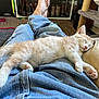 kitten, sleeping, jeans, person, bare_feet, indoor, cat_tree, boots, floor, carpet, cozy, resting, furniture, casual, pet, cute, relaxation, home, animal, mammal