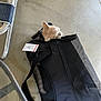 kitten, cat, pet_carrier, black_bag, floor, concrete, indoor, mesh, animal, head, ear, whiskers, curious, sitting, furniture_leg, table_edge, tag, strap, zipper, side_view