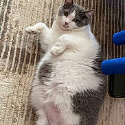 Miss Kitty joined the competition — help win amazing prizes! animal, carpet, cat, closeup, curious, cute, domestic, feline, fluffy, gray, home, indoor, lying_down, mammal, paw, pet, relaxed, resting, soft, white