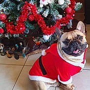Natcho participe au concours pour gagner de l'argent avec cette photo : carnivore, christmas_ornament, christmas_tree, collar, companion_dog, dog, dog_breed, dog_clothes, dog_collar, dog_supply, fawn, holiday_ornament, ornament, pet_supply, plant, pug, snout, sunglasses, toy_dog, tree