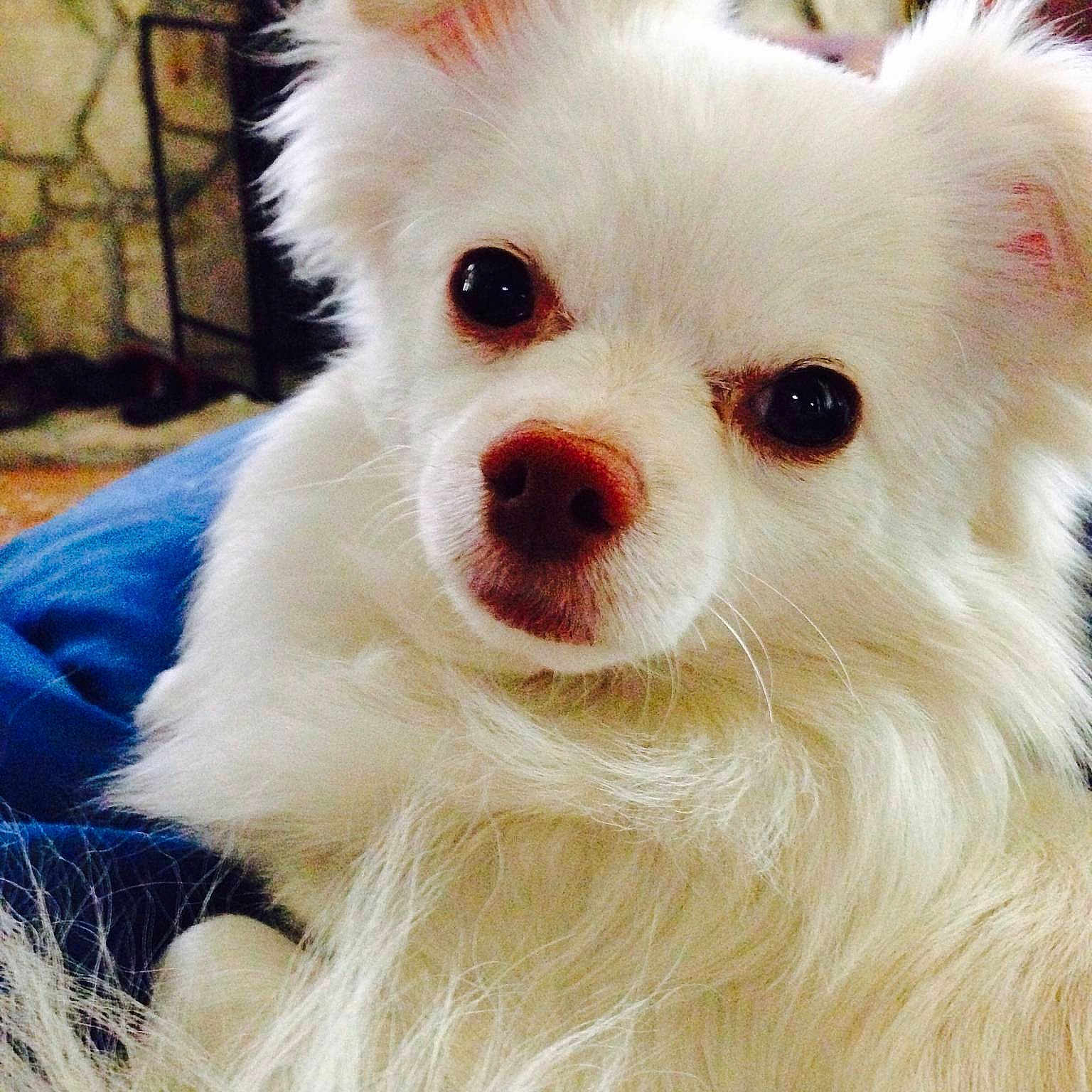 Buddie is registered to the contest to win money with this photo: