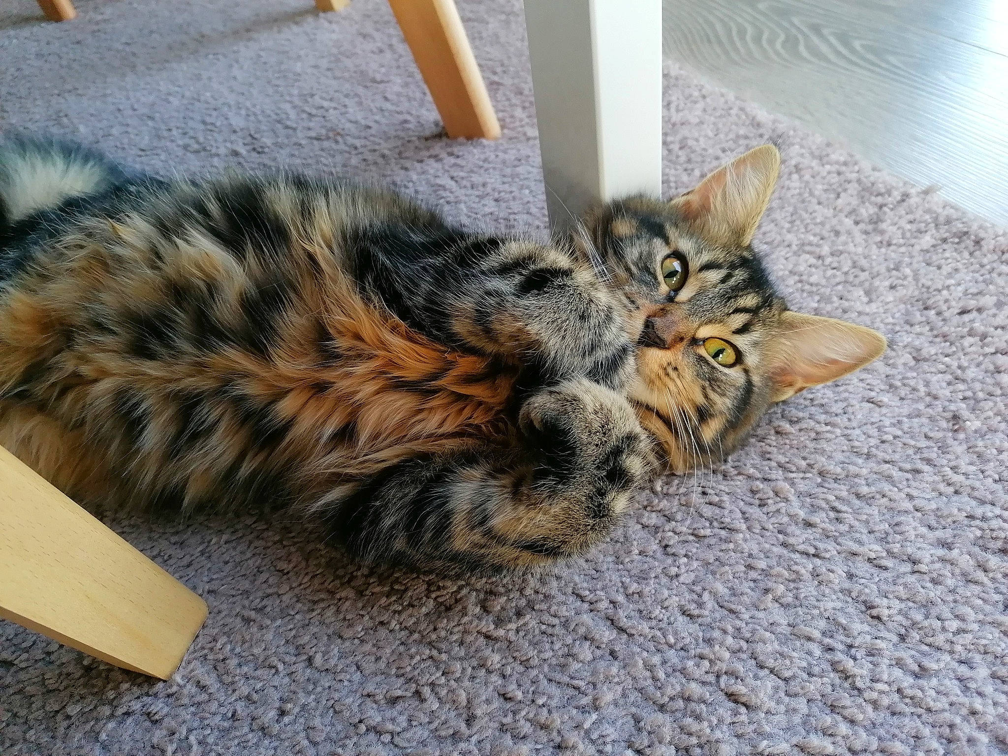 Rihanna participe au concours pour gagner de l'argent avec cette photo : carnivore, cat, claw, comfort, domestic_short_haired_cat, felidae, flooring, fur, maine_coon, mammal, paw, sitting, small_to_medium_sized_cats, snout, tail, terrestrial_animal, vertebrate, whiskers, wood