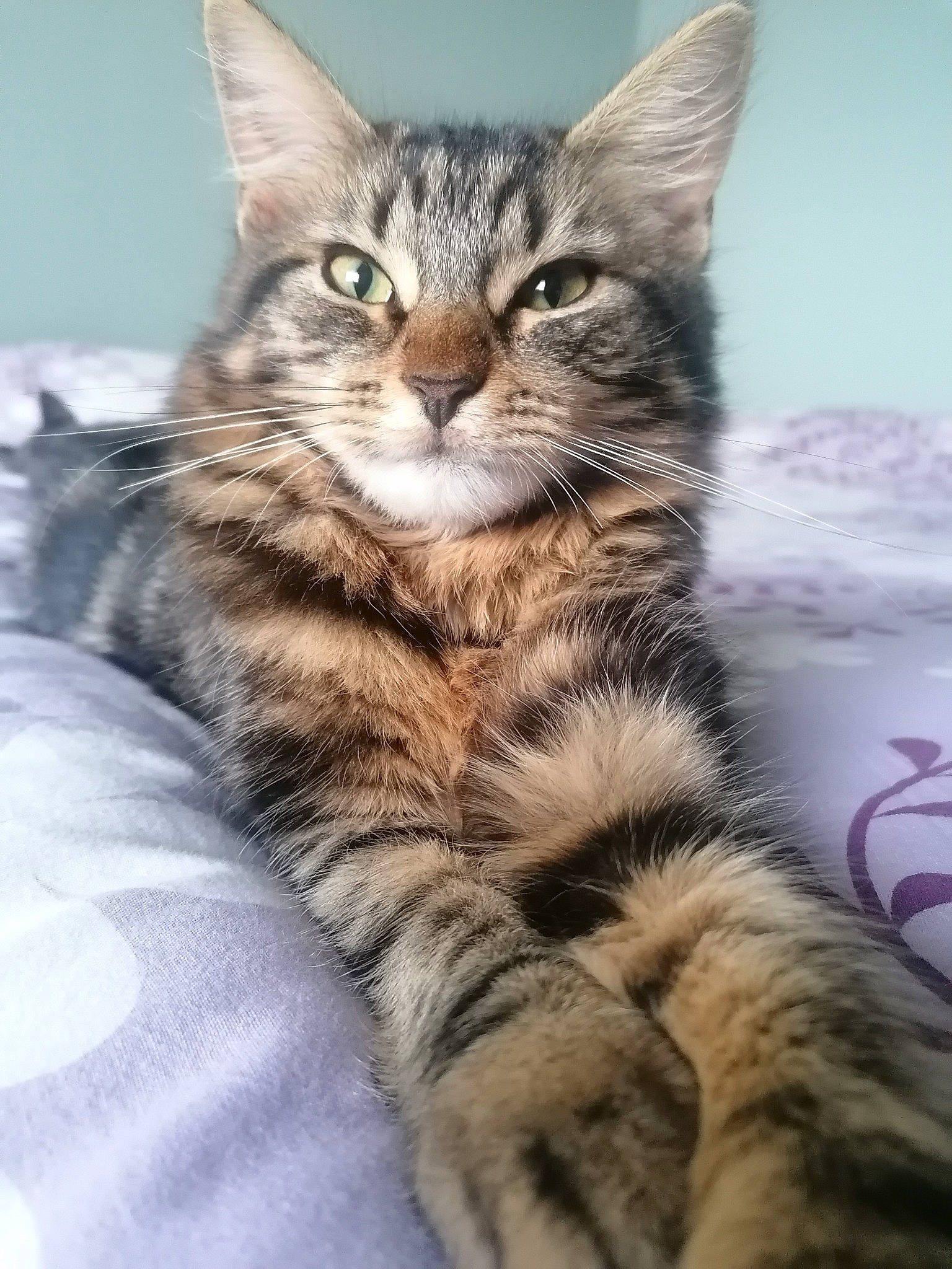 Rihanna a rejoint le concours — aidez-le/la à gagner de superbes lots ! carnivore, cat, claw, domestic_short_haired_cat, ear, felidae, fur, paw, sitting, small_to_medium_sized_cats, snout, tail, terrestrial_animal, whiskers, wildlife