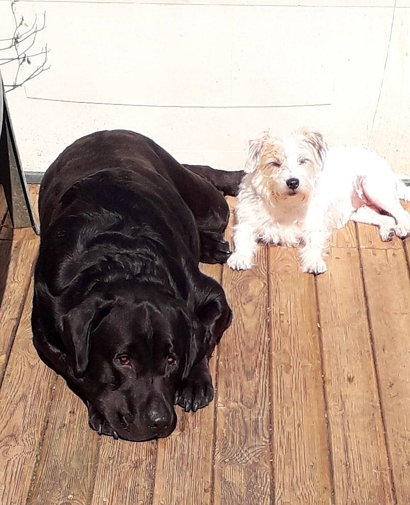 Mirza participe au concours pour gagner de l'argent avec cette photo : canidae, carnivore, cockapoo, companion_dog, dog, dog_breed, floor, labrador_retriever, mammal, puppy, puppy_love, rare_breed_dog, spaniel, sporting_group, vertebrate