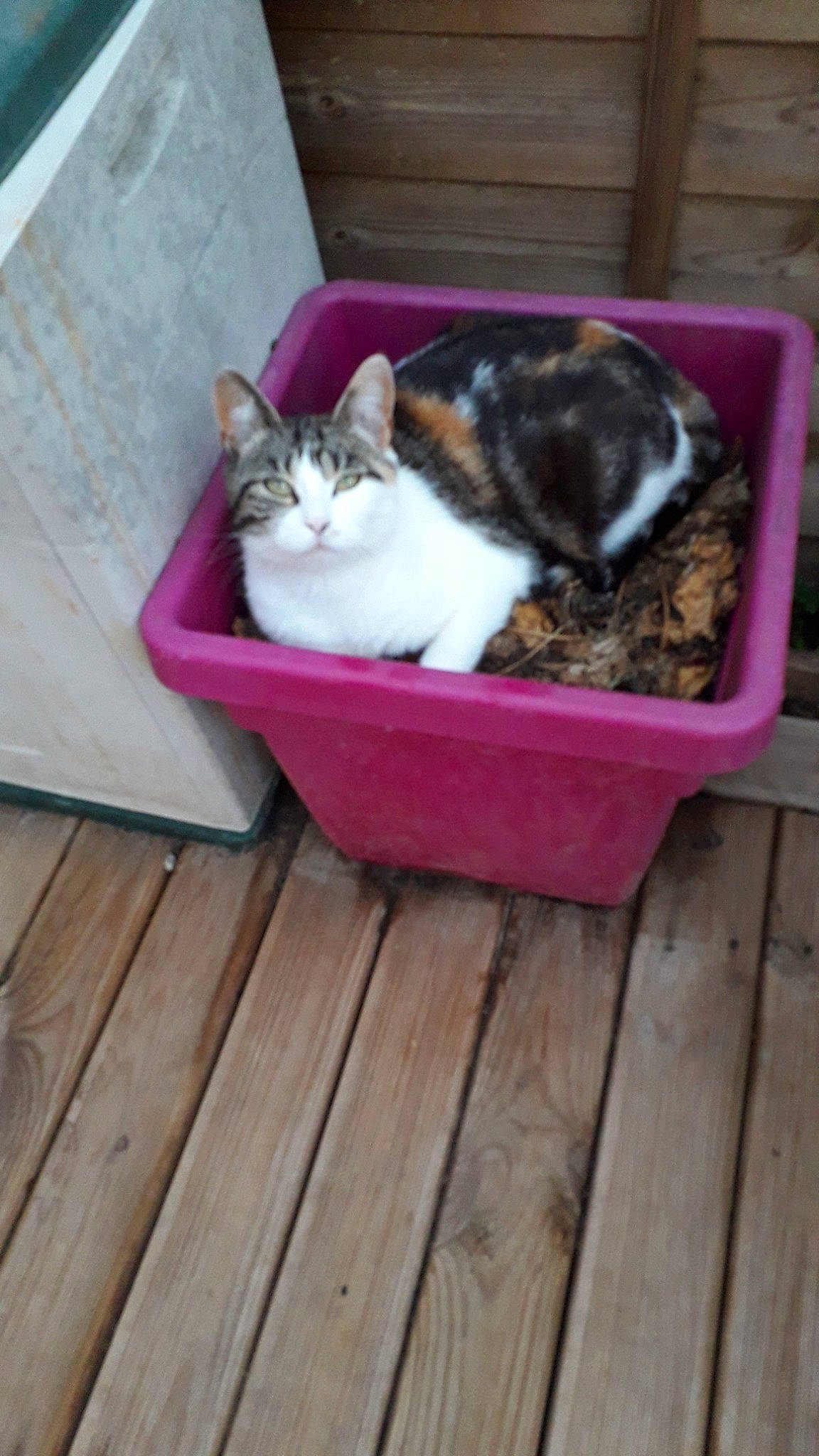 Jonquille participe au concours pour gagner de l'argent avec cette photo : aegean_cat, carnivore, cat, cat_bed, cat_supply, domestic_short_haired_cat, european_shorthair, fawn, felidae, kitten, litter_box, pet_supply, small_to_medium_sized_cats, whiskers