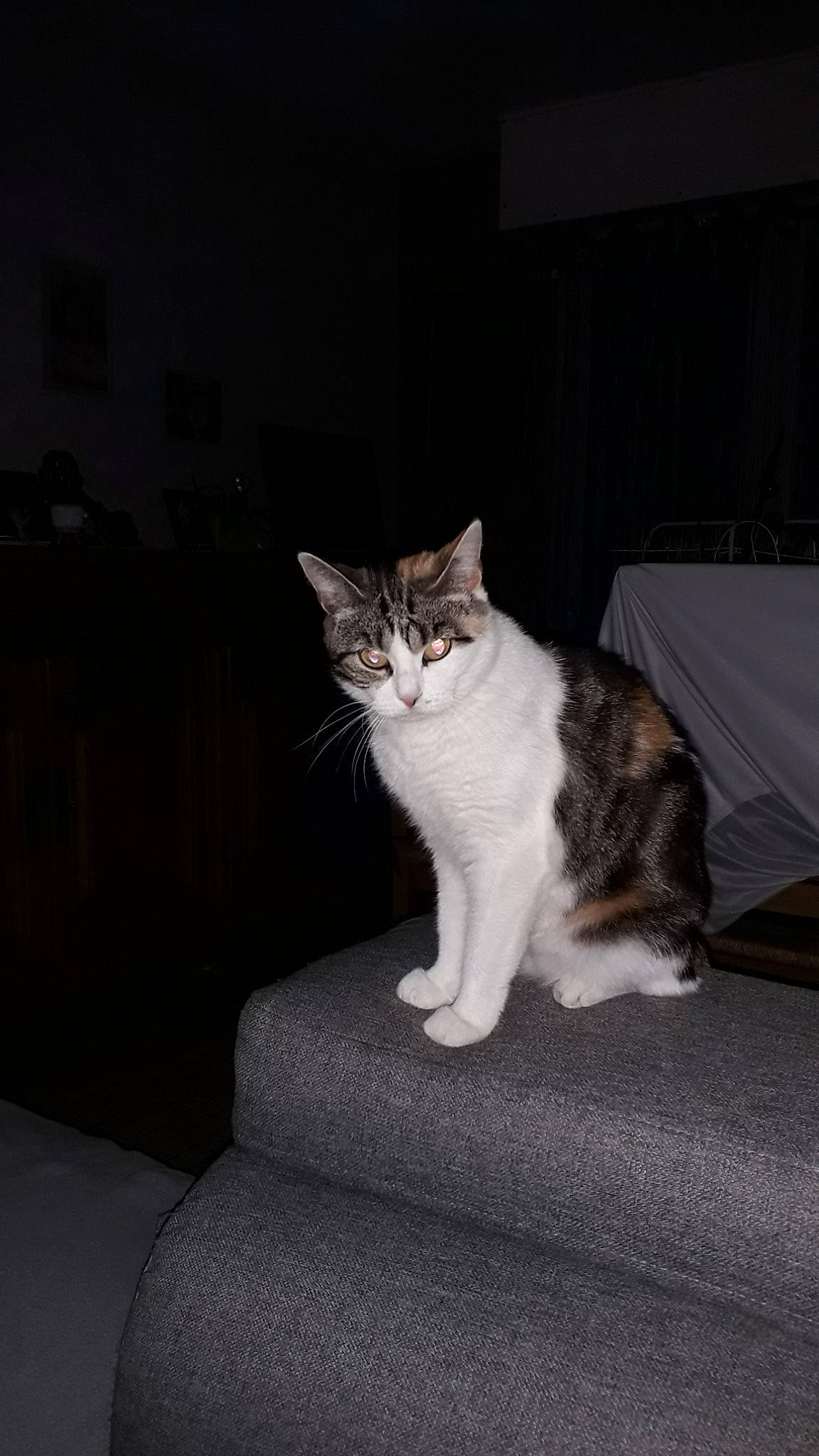 Jonquille participe au concours pour gagner de l'argent avec cette photo : aegean_cat, american_wirehair, carnivore, cat, domestic_short_haired_cat, european_shorthair, felidae, fur, kitten, mammal, norwegian_forest_cat, polydactyl_cat, small_to_medium_sized_cats, tail, whiskers