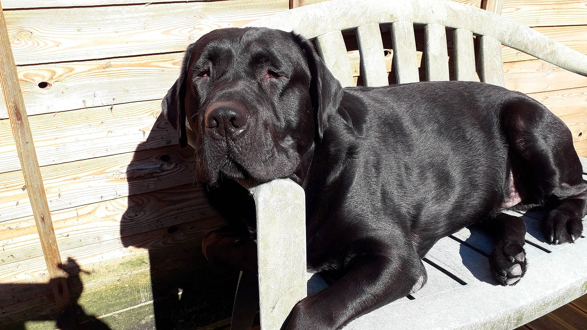 Nocé a rejoint le concours — aidez-le/la à gagner de superbes lots ! ancient_dog_breeds, bandog, canidae, carnivore, dog, dog_breed, fila_brasileiro, giant_dog_breed, great_dane, guard_dog, korean_mastiff, labrador_retriever, mammal, molosser, neapolitan_mastiff, non_sporting_group, snout, sporting_group, vertebrate, working_dog