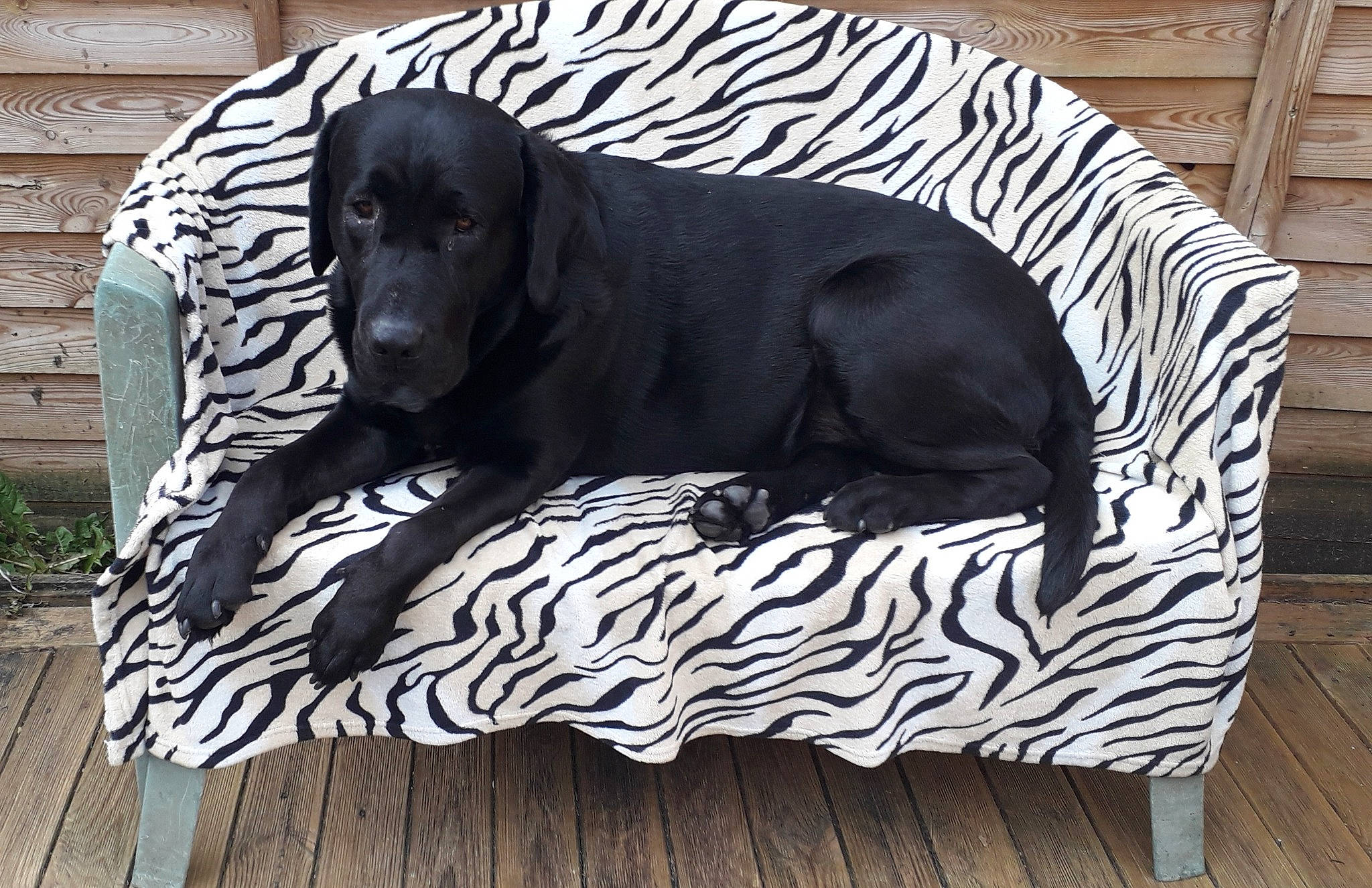 Nocé a rejoint le concours — aidez-le/la à gagner de superbes lots ! black, canidae, carnivore, companion_dog, dog, dog_bed, dog_breed, furniture, slipcover, sporting_group