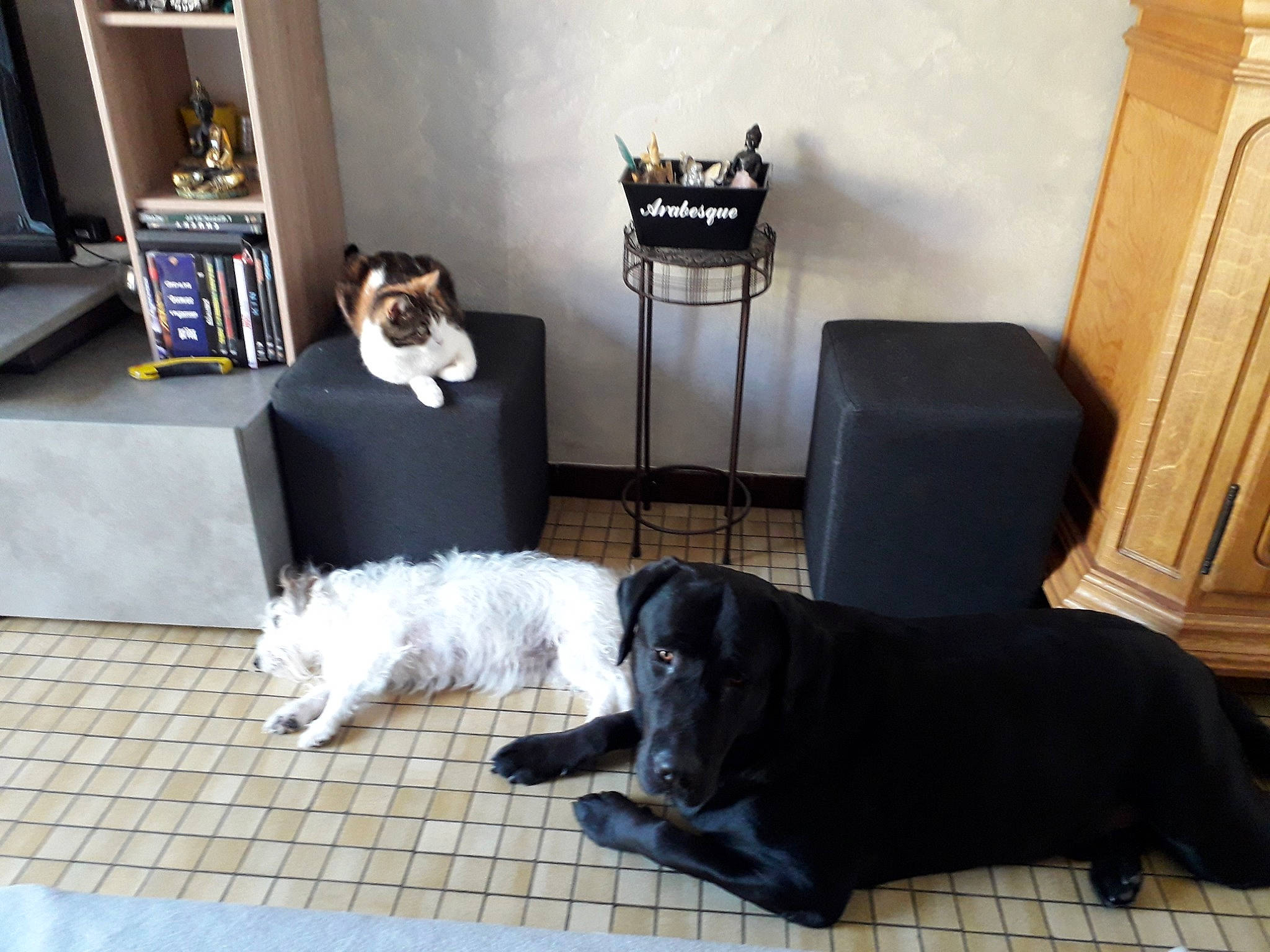 Nocé participe au concours pour gagner de l'argent avec cette photo : black, canidae, carnivore, cat, companion_dog, couch, dog, dog_breed, floor, flooring, fur, furniture, home, house, living_room, puppy, room, sporting_group, table