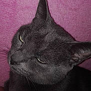 Chipie participe au concours pour gagner de l'argent avec cette photo :