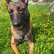 Tyson participe au concours pour gagner de l'argent avec cette photo : dog, animal, outdoor, grass, flowers, yellow_flowers, sunlight, pet, canine, nature, garden, greenery, summer, happy, lying_down, ears, snout, daylight, closeup, friendly