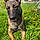 Tyson