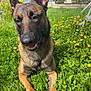 dog, animal, outdoor, grass, flowers, yellow_flowers, sunlight, pet, canine, nature, garden, greenery, summer, happy, lying_down, ears, snout, daylight, closeup, friendly