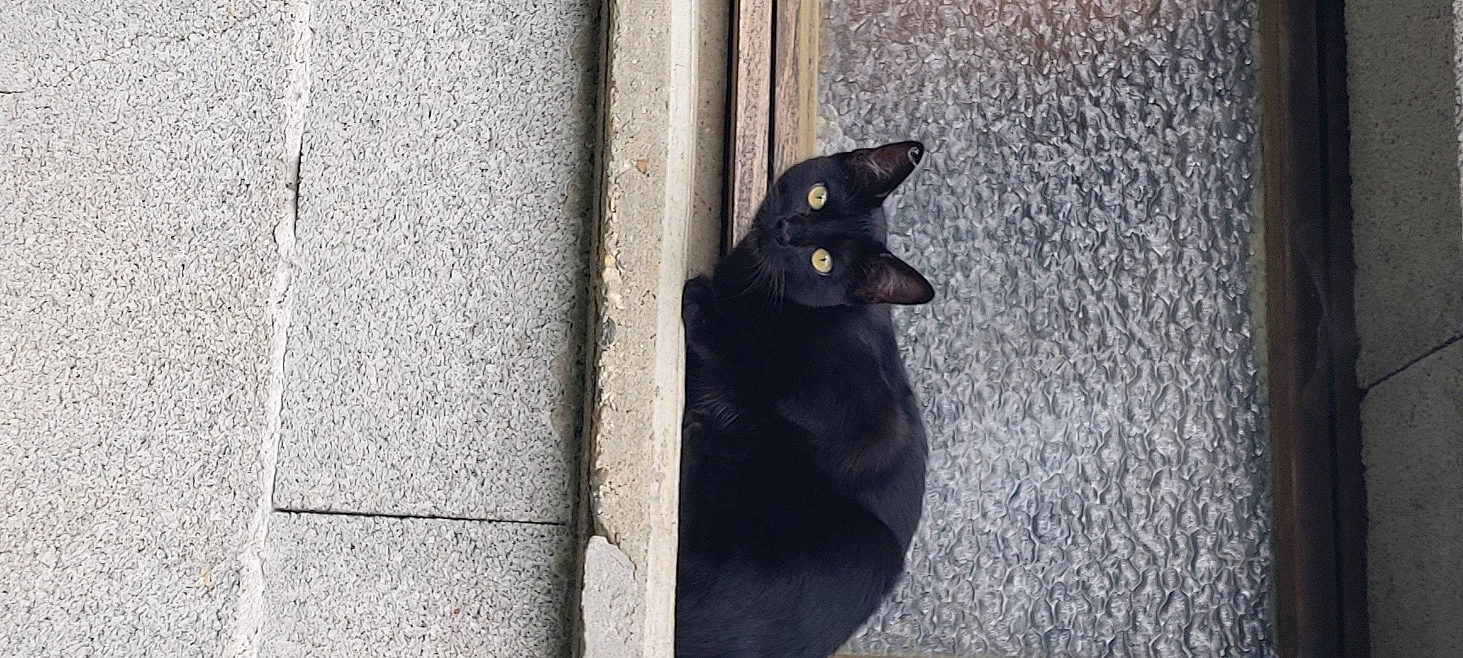 Panthère participe au concours pour gagner de l'argent avec cette photo : black, black_and_white, black_cat, bombay, carnivore, cat, chartreux, domestic_short_haired_cat, felidae, korat, small_to_medium_sized_cats, snout, tail, whiskers, window, wood