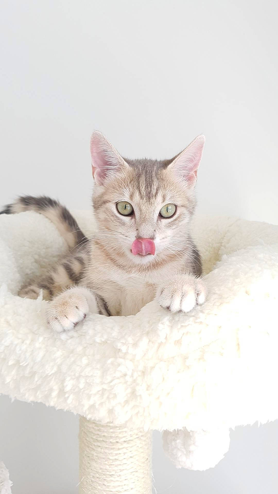 Saphir participe au concours pour gagner de l'argent avec cette photo : bed, carnivore, cat, cat_bed, cat_furniture, cat_supply, claw, comfort, domestic_short_haired_cat, fawn, felidae, fur, paw, pet_supply, sitting, small_to_medium_sized_cats, snout, tail, whiskers