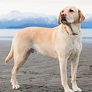 Little a rejoint le concours — aidez-le/la à gagner de superbes lots ! dog, labrador, yellow_labrador, beach, shoreline, sand, ocean, water, mountains, outdoor, standing, animal, pet, canine, collar, short_fur, cream_coat, portrait, scenic, daylight