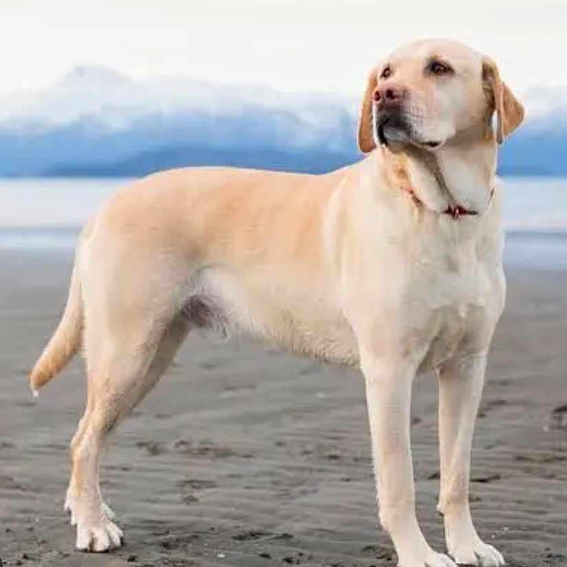 Little a rejoint le concours — aidez-le/la à gagner de superbes lots ! dog, labrador, yellow_labrador, beach, shoreline, sand, ocean, water, mountains, outdoor, standing, animal, pet, canine, collar, short_fur, cream_coat, portrait, scenic, daylight