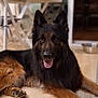 Phoenix a rejoint le concours — aidez-le/la à gagner de superbes lots ! alert, animal, black, brown, canine, companion, dog, domestic, ears, face, floor, fur, german_shepherd, indoor, lying_down, muzzle, paw, pet, resting, tongue