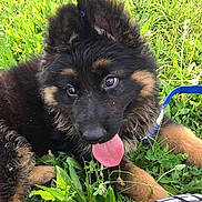 Phoenix participe au concours pour gagner de l'argent avec cette photo : animal, canine, closeup, cute, dog, fur, german_shepherd, grass, greenery, happy, leash, mammal, nature, outdoor, pet, playful, puppy, summer, tongue_out, young
