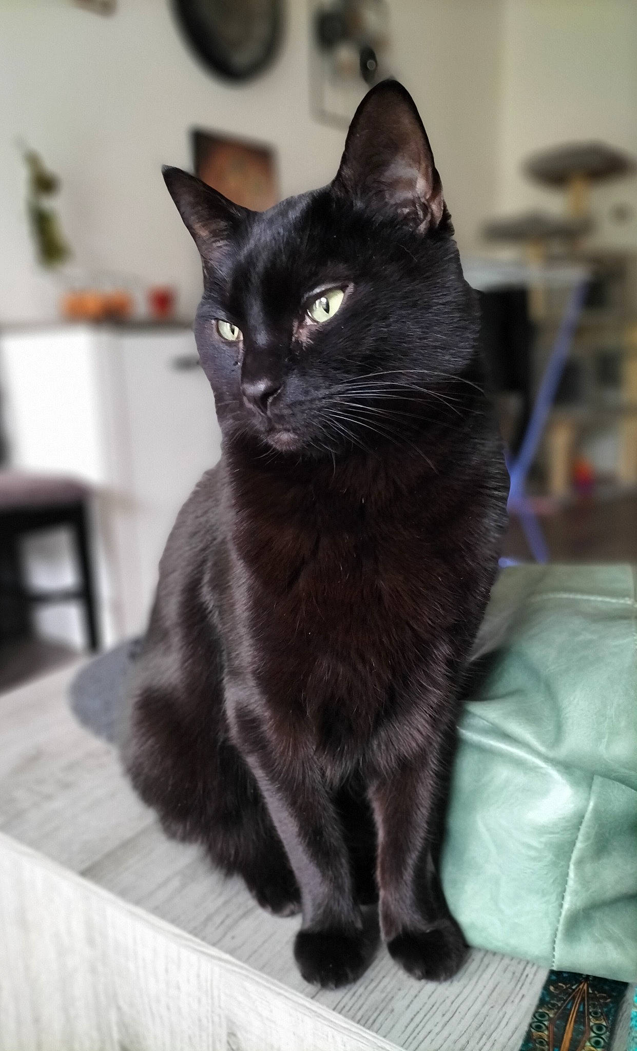 Nox a rejoint le concours — aidez-le/la à gagner de superbes lots ! black_cat, bombay, carnivore, cat, domestic_short_haired_cat, felidae, fur, havana_brown, iris, monochrome_photography, small_to_medium_sized_cats, snout, tail, terrestrial_animal, whiskers