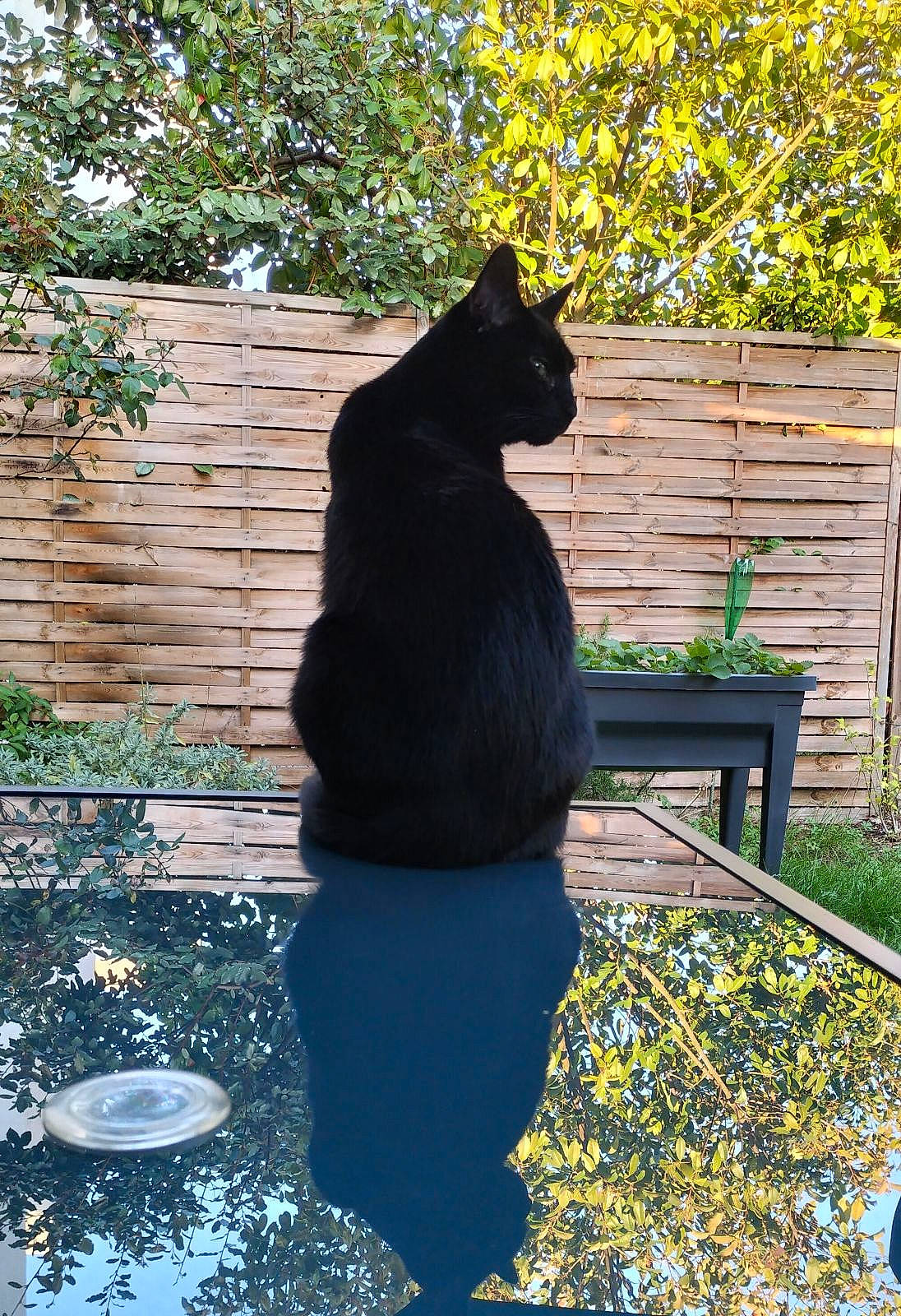 Nox a rejoint le concours — aidez-le/la à gagner de superbes lots ! bench, bombay, carnivore, cat, felidae, grass, leisure, morning, outdoor_bench, outdoor_furniture, plant, shadow, sitting, small_to_medium_sized_cats, sunlight, tail, tints_and_shades, tree, water, whiskers