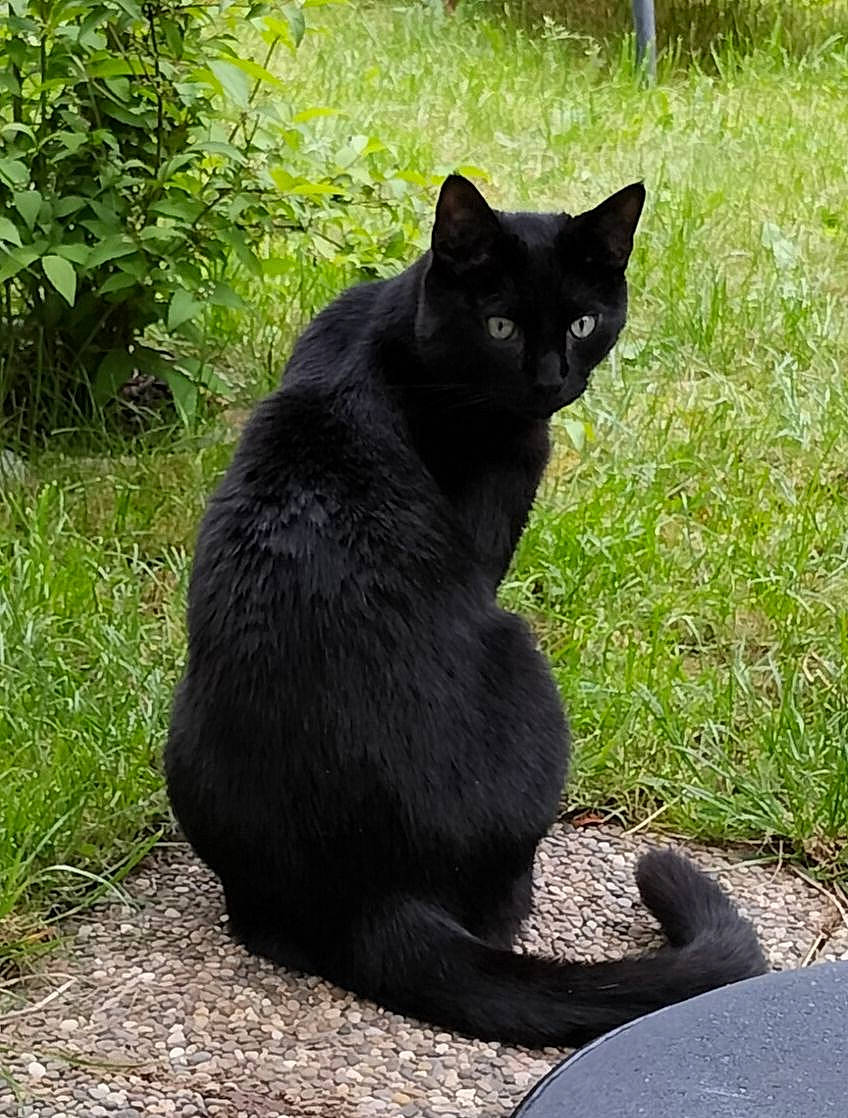 Nox participe au concours pour gagner de l'argent avec cette photo : black_cat, bombay, carnivore, cat, domestic_short_haired_cat, eye, felidae, fur, grass, groundcover, plant, road_surface, shadow, sitting, small_to_medium_sized_cats, snout, tail, terrestrial_animal, tree, whiskers