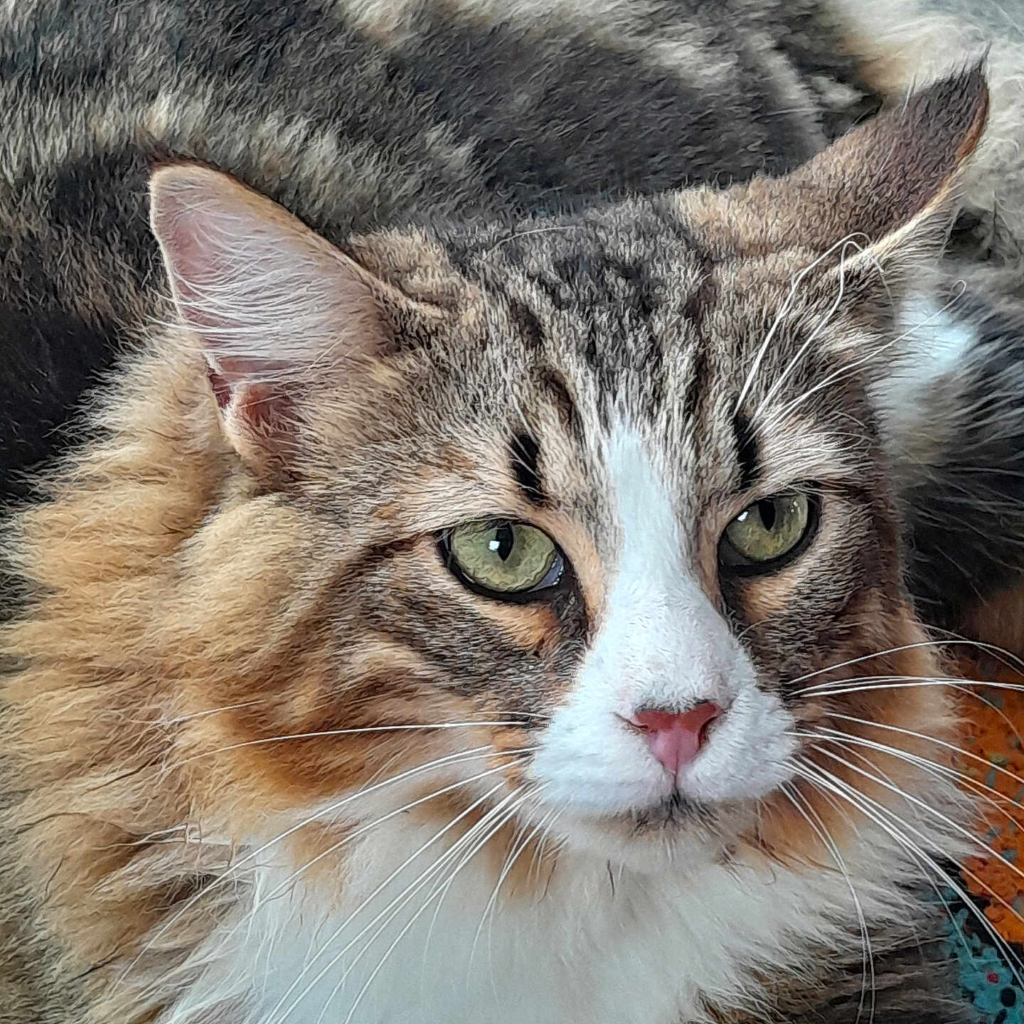 Jessy a rejoint le concours — aidez-le/la à gagner de superbes lots ! abyssinian, angora, animal, cat, kitten, manx, pet, siamese