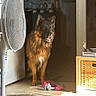 alert, animal, basket, black, brown, curious, dog, domestic, fan, floor, furniture, german_shepherd, household, indoor, light, papers, pet, room, shadow, toy