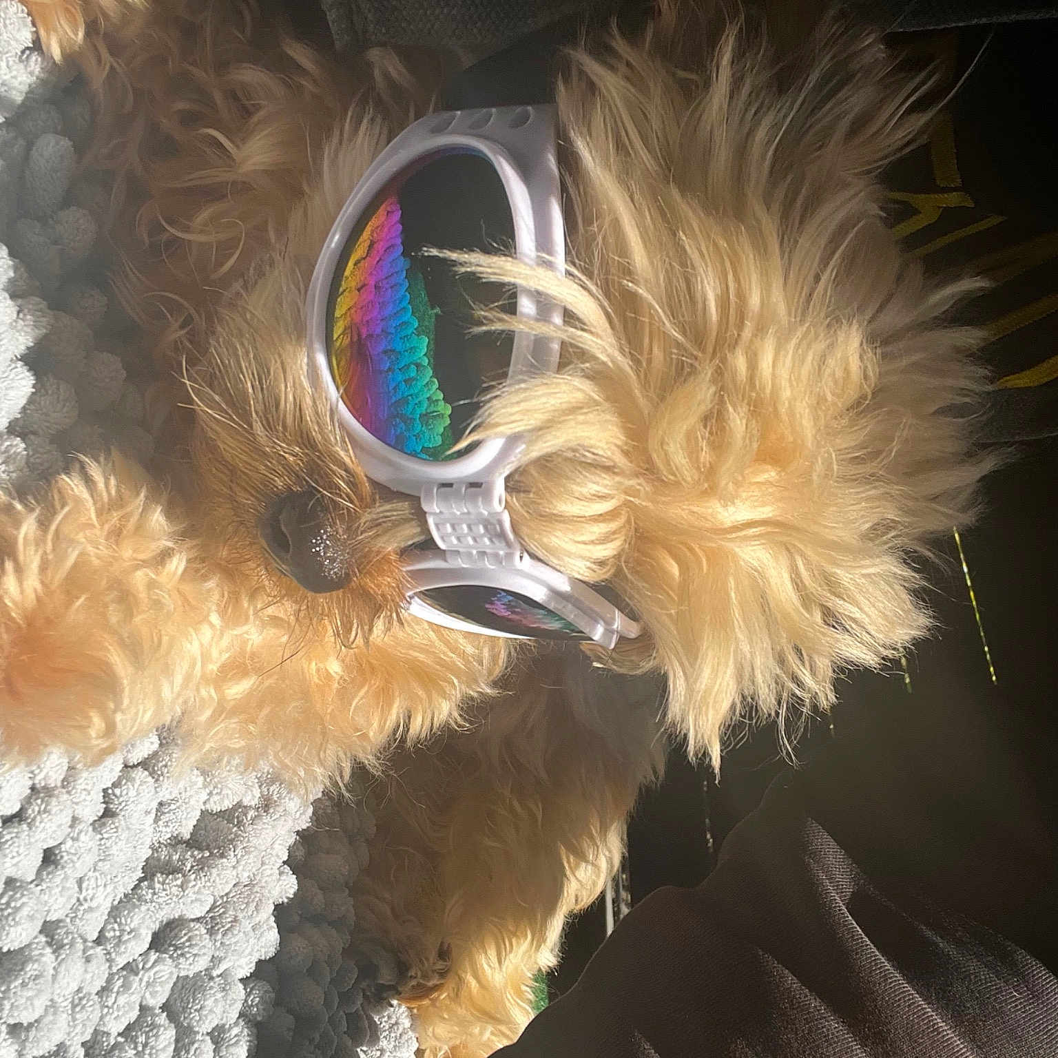 Cappuchino joined the competition — help win amazing prizes! animal_product, carnivore, companion_dog, dog, dog_breed, dog_supply, electric_blue, event, fashion_accessory, feather, fur, natural_material, sporting_group
