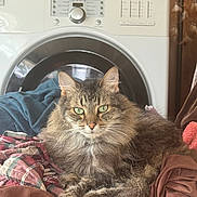 Agnus joined the competition — help win amazing prizes! brown, cat, cleaning, closeup, cozy, domestic_animal, fabric, fluffy, fur, green_eyes, household, indoor, laundry, pet, plaid, relaxed, resting, tabby, textile, washing_machine